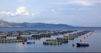 First Bluefin Tuna Larval For Hatcheries In Spain, Israel And Malta