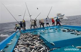 The Tuna Industry Ready For A Switch To FAD-Free
