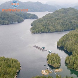 Marine Harvest Canada achieves three-star BAP-certification