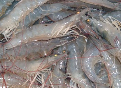 Soc Trang 40% of the shrimp farming area was affected by diseases