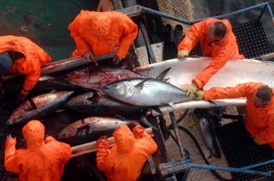Concern is rising against Mexico on Pacific bluefin tuna catch limit