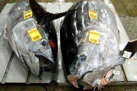 Farm-Raised Tuna From Mexico Increasingly On Japanese Menu