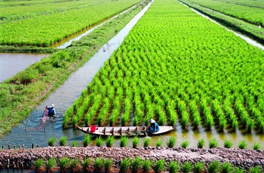 Mekong Delta developing rice-shrimp farming