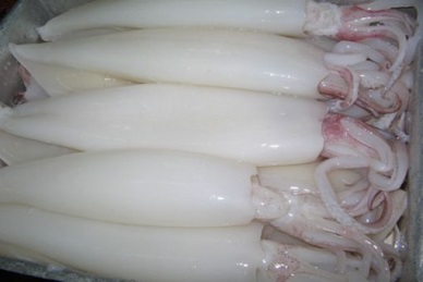 Vietnam cephalopod shifted to Netherlands