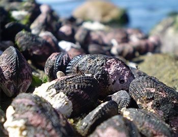 Chile Mussel exports record slight rise