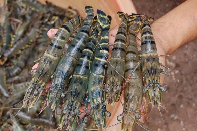 Bright future for Vietnam shrimp in US market 
