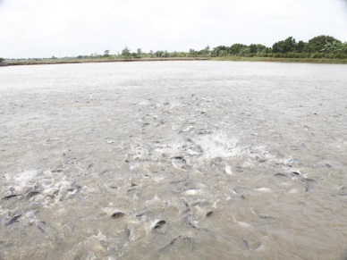Mekong Delta not to build more Tra fish fillet processing plant
