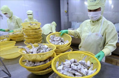 Shrimp exports to EU have more opportunity when EVFTA comes into effect