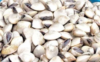 Promising prospect for clam farmers in Thua Thien-Hue province