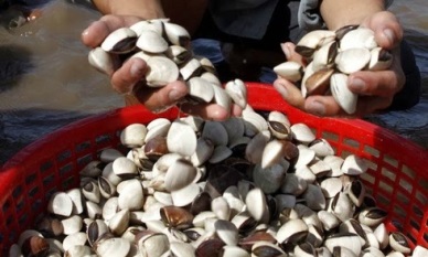 Ho Chi Minh City clam production sky rockets 