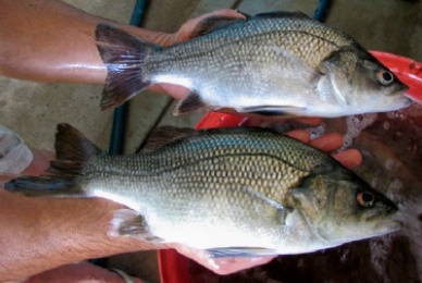 Growing Freshwater Fish Production Driving Consumption