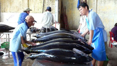 Phu Yen Sharp increase in tuna catch