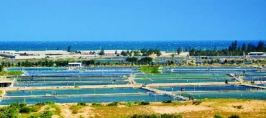 Ninh Thuan to become aquatic seed producing hub