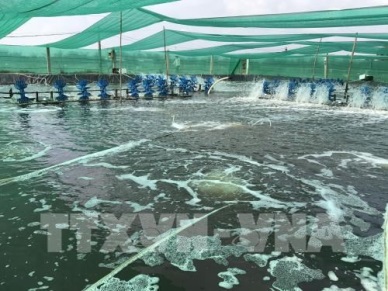 High-tech shrimp breeding brings higher profits to farmers