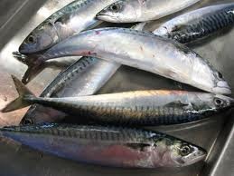 NOAA boosts 2013 butterfish quota, leaves Atlantic mackerel unchaged