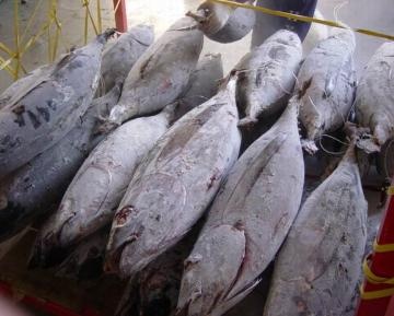 Norway Looking For Alternative Tuna Supply Sources