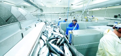 Seafood exports fall although salmon rises