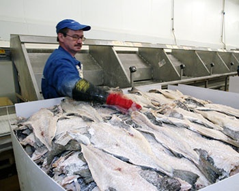 Q1 2013 shows seafood exports equivalent to Q1 2012