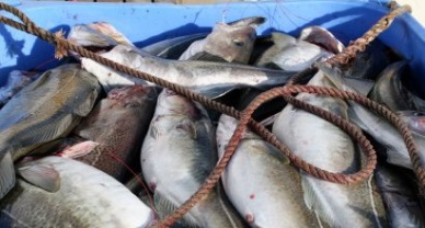 Incredible first quarter for Norwegian seafood exports