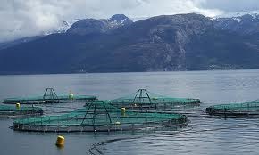 Norway environment restrictions to limit fish farm growth