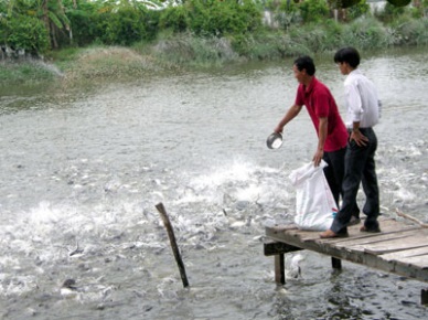 Tien Giang Supporting farmers to achieve VietGAP certification