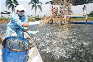 Vinh Long’s 90-hectare aquaculture area meets international and VietGAP standards