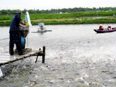 Vinh Long Down in pangasius stocking area 