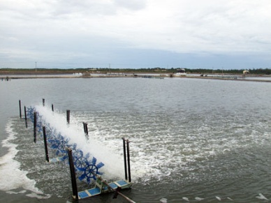 Pilot project to save energy on prawn farms may be expanded