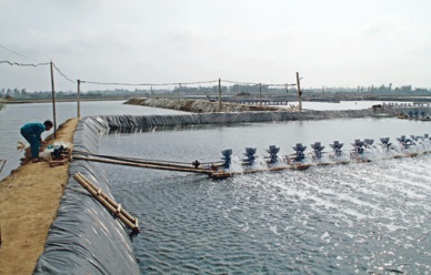 Develop sustainable industrial shrimp farming 