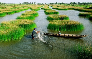 Ca Mau Promote the strengths of organic shrimp