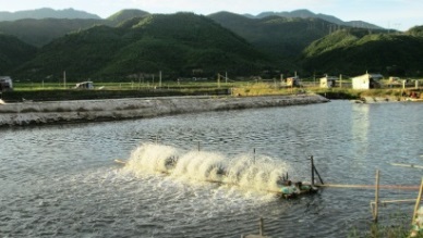 Binh Thuan Aquaculture output reached 1,305 MT in Oct 2016