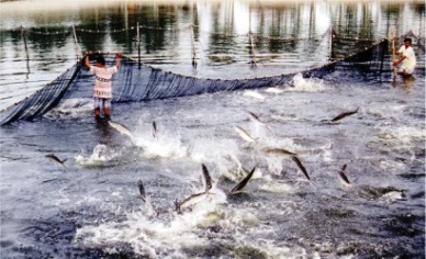 Aquaculture and fisheries economic development – examples from Norway and Vietnam
