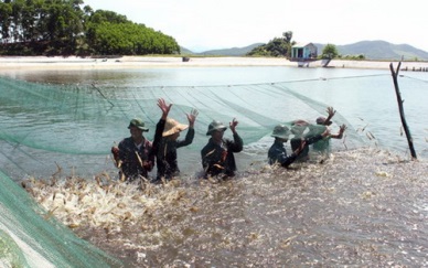 Bac Lieu started new shrimp farming crop