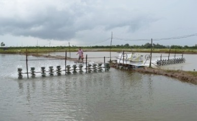 Ho Chi Minh City Fishery production total 57,000 MT in 2016