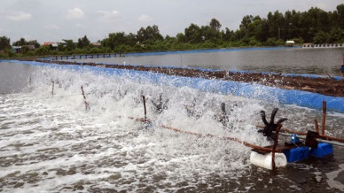 Binh Dinh Production of white leg shrimp rose by 47%