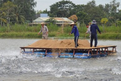 Vinh Long Boost linkage in production and consumption of pangasius