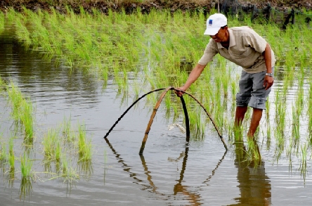 Rice-shrimp farming model proves successful in Ca Mau