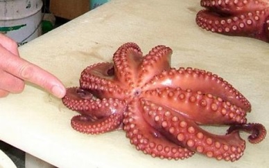 Japan octopus prices up on short West African supply