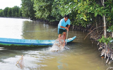 Organic shrimp farming Good approach for economic development in Ca Mau 