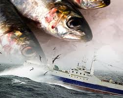 Bigeye tuna overfishing continues Report