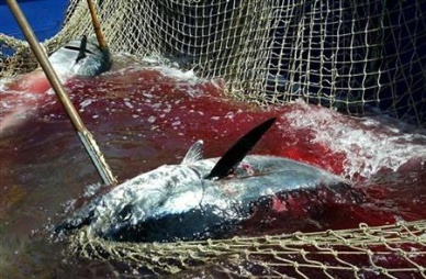 Report shows drastic tuna overfishing