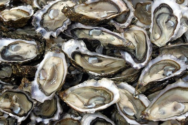 Shellfish Abundance Risky for the Future