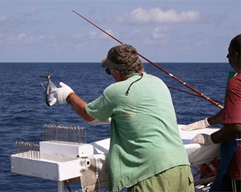 Missing data hampers Pacific tuna assessment