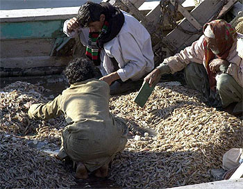 Seafood exports rise by 11pc 