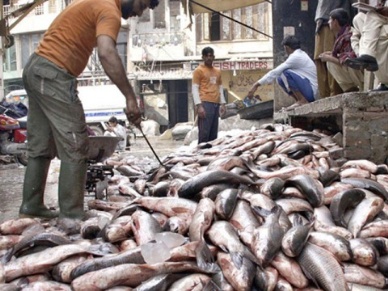 Fish Production Falls in Pakistan