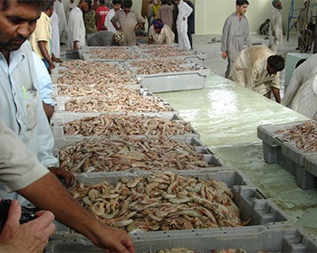 Good prospects for seafood exports