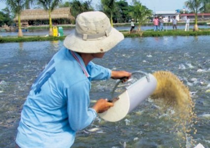 40 percent of pangasius farming area certified by international standards
