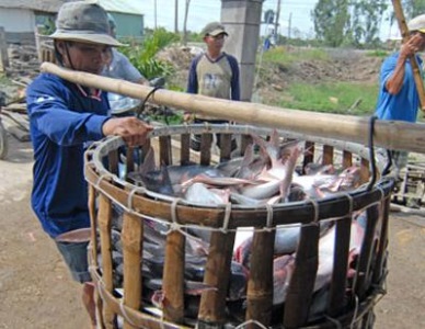 An Giang province More credits for pangasius industry