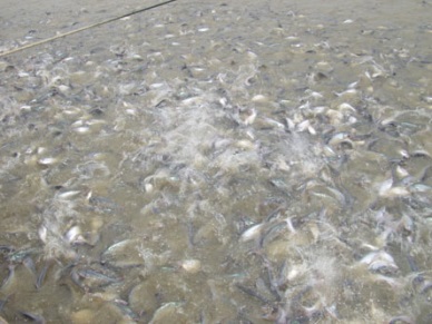 Tien Giang Rebound in seafood exports in early 2014