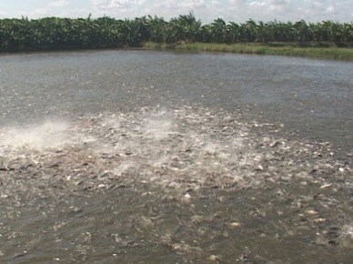 Vinh Long to enhance the position of pangasius